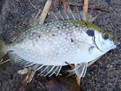 毒のある魚 危ない魚