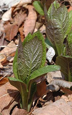 間違いやすい植物:フキノトウ、ギボウシ芽生えをフキノトウ(ごく若い芽生え:有毛)や柔らかく美味しそうな山菜と誤認する中毒事故が発生している。